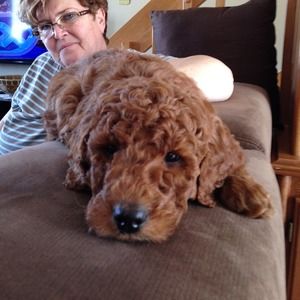 Meet your Posher, Roxanne